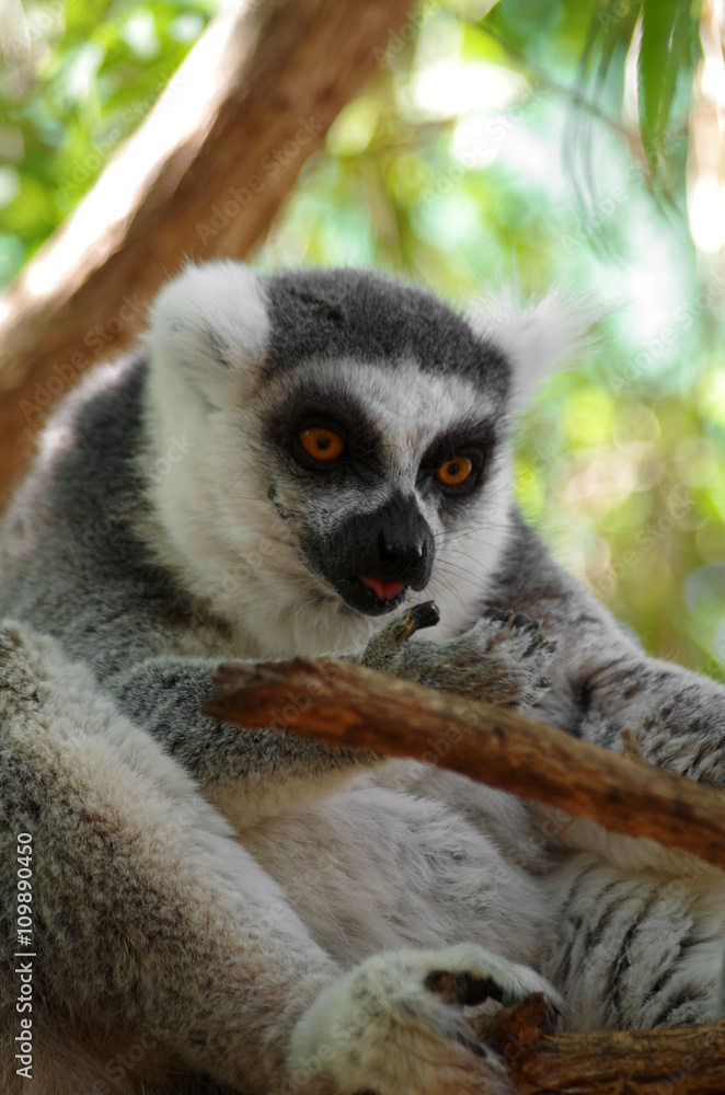 Fototapeta premium Ring-tailed lemur