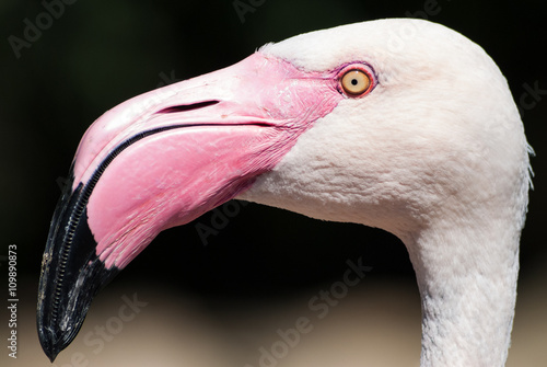 Phoenicopterus roseus / Greater flamingo head details side view profile beak
