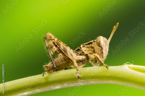Slika na platnu Grasshopper nymph