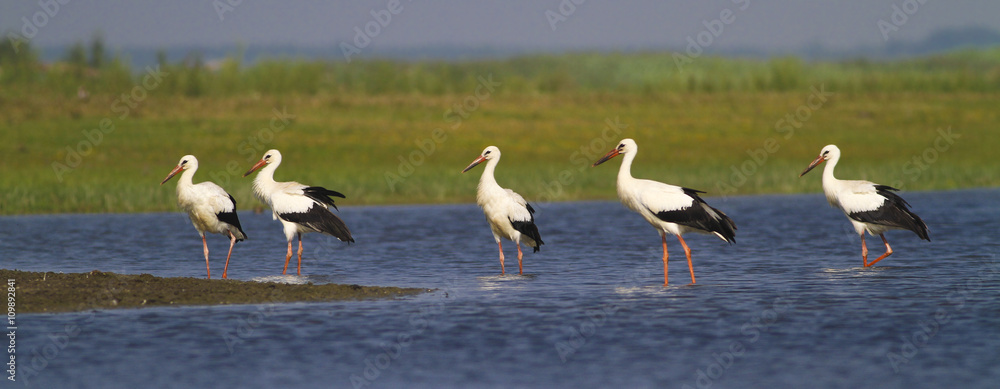 Obraz premium Five white storks