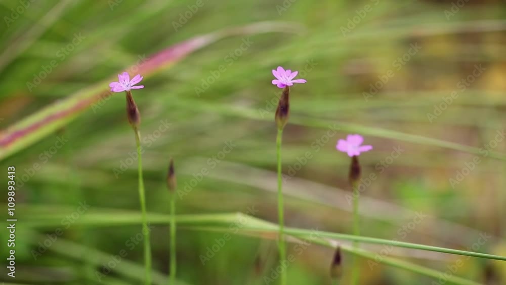 dianthus langeanus pink wild flower in nature dianthus langeanus pink wild flower in nature