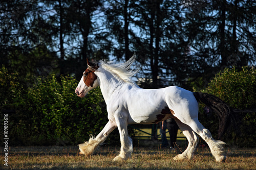 Drum horse stallion runs gallop in evening meadow