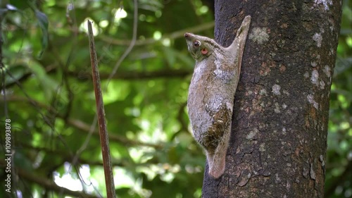 Cinemagraph, a motion background with adult colugo (Sunda flying lemur) sitting on tree in the wild in Langkawi, Malaysia. Wildlife, nature, animal. Seamless loop, perfect, endless, infinity repeat. photo