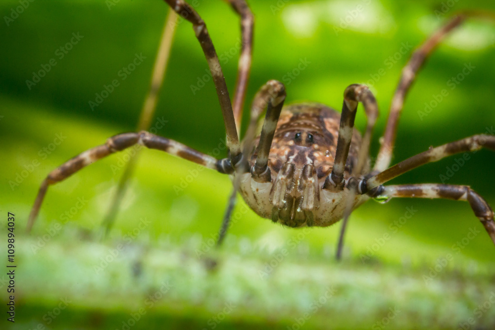 Daddy Longleg Opiliones Daddy Longleg Opiliones