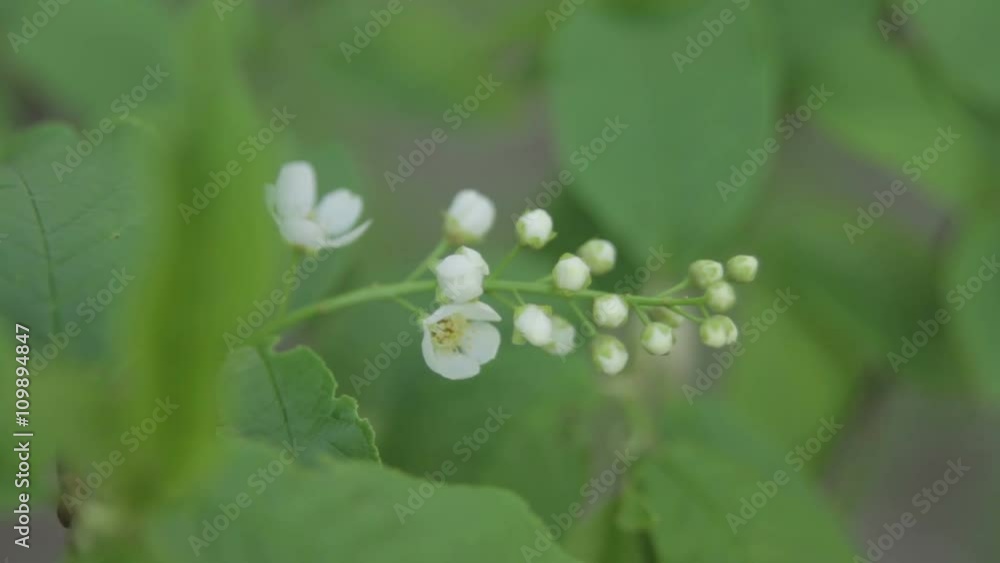 close up shot of a white bird-cherry flower close up shot of a white bird-cherry flower