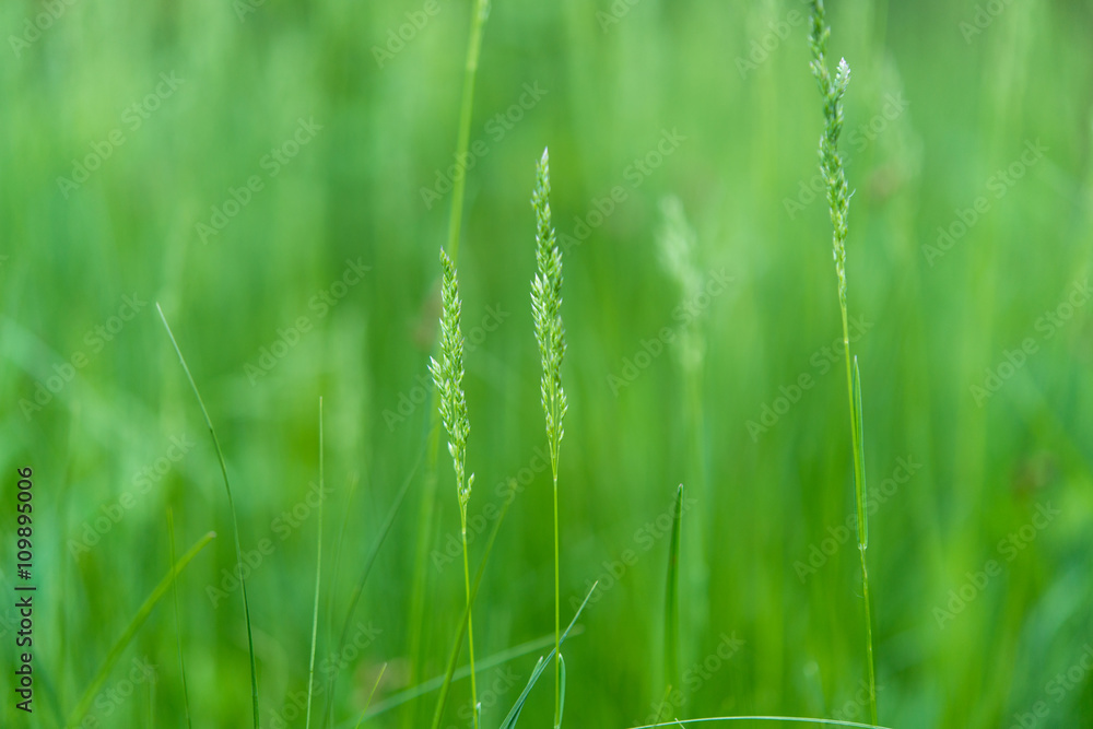spring grass in a meadow