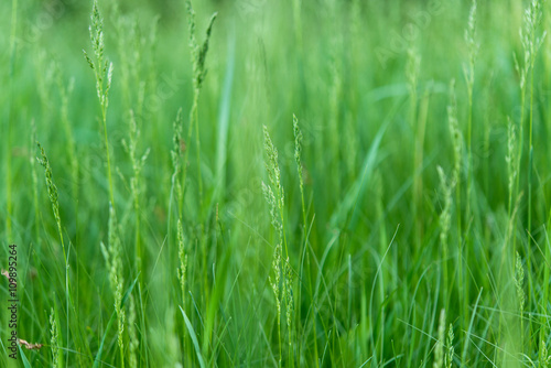 spring grass in a meadow