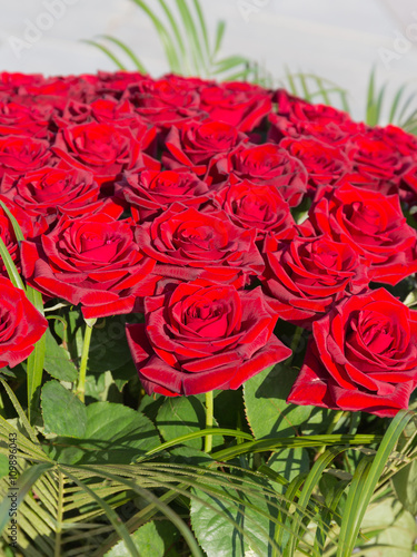 bright background of red roses