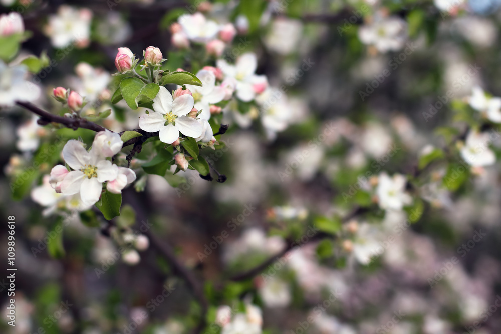 spring flowers. apple tree blossom background with copy space