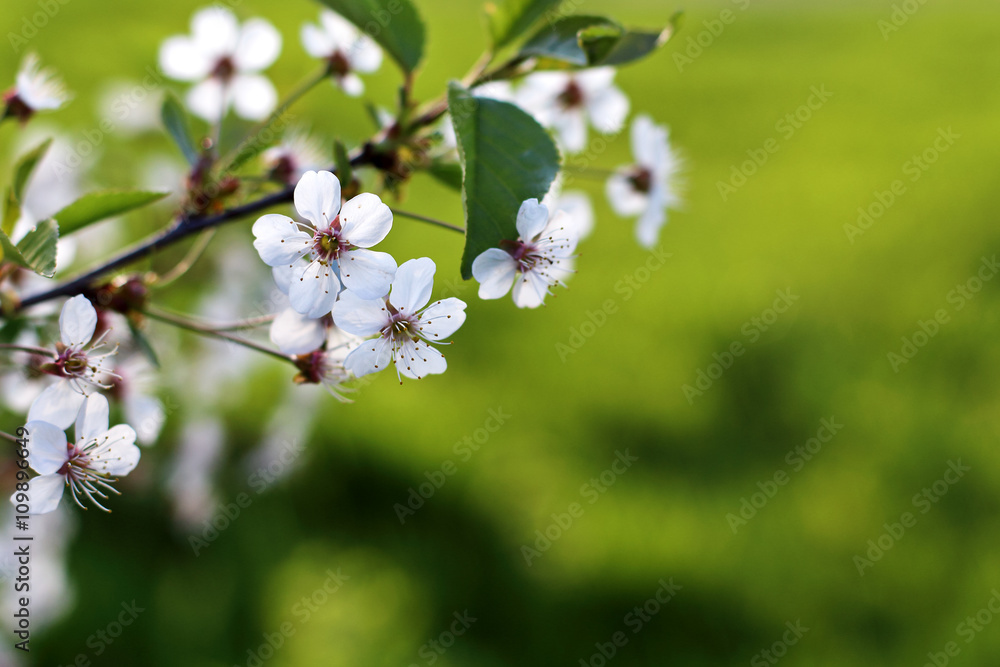 spring fresh green background. cherry blossom. spring fresh green background. cherry blossom.