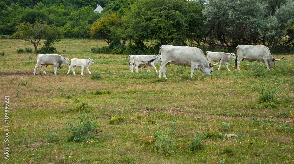 Famous Hungarian grey cattle Famous Hungarian grey cattle