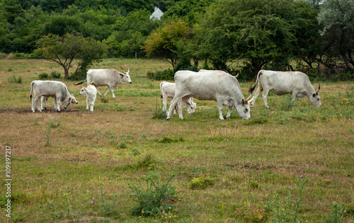 Famous Hungarian grey cattle