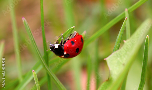 Ladybug on a green blade