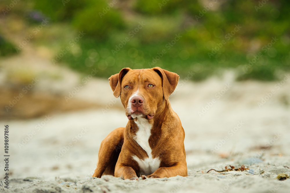 American Pit Bull Terrier puppy lying on the beach sand
