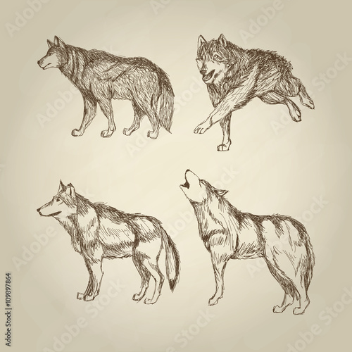 Wolf design. Animal concept.Wildlife animal, vector illustration