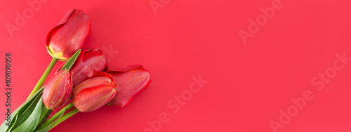 Red tulips on a red background #109898058