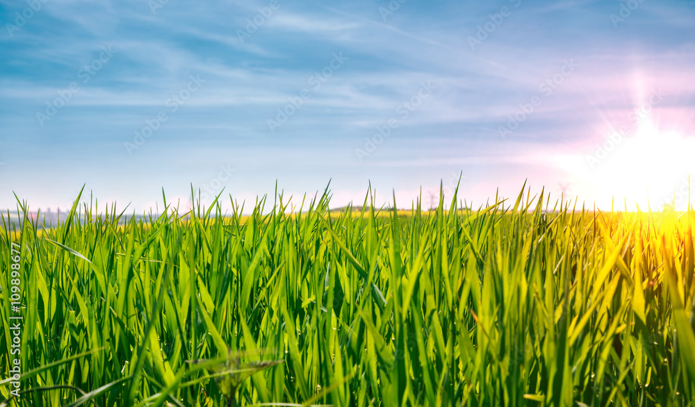 Obraz premium Meadows in spring and summer, sunset