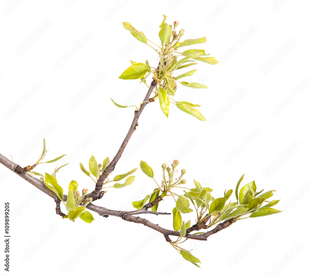 blooming branch of pear. isolated on white background