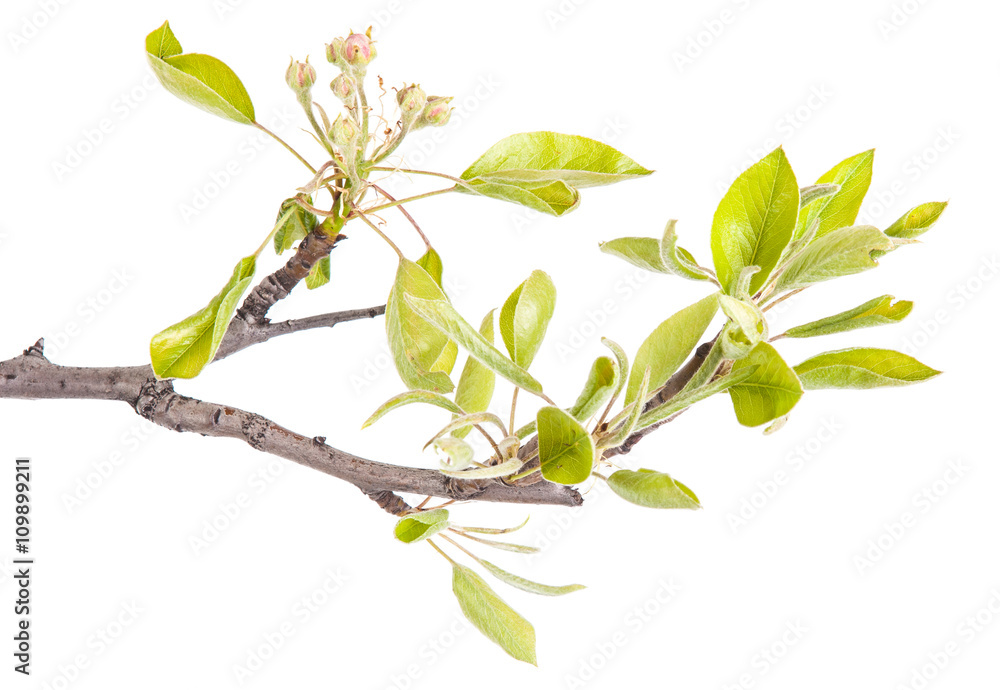 Fototapeta premium blooming branch of pear. isolated on white background