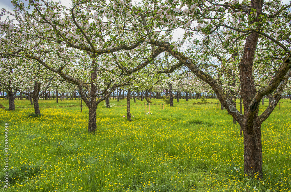 Beautiful Spring garden.Court Garden in Dachau Palace with cherry trees and green meadow. Germany Beautiful Spring garden.Court Garden in Dachau Palace with cherry trees and green meadow. Germany