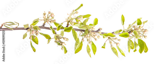 blooming branch of pear. isolated on white background © toomler