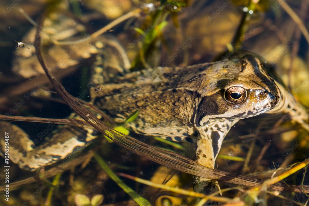 Obraz premium rana ridibunda - Teichfrosch