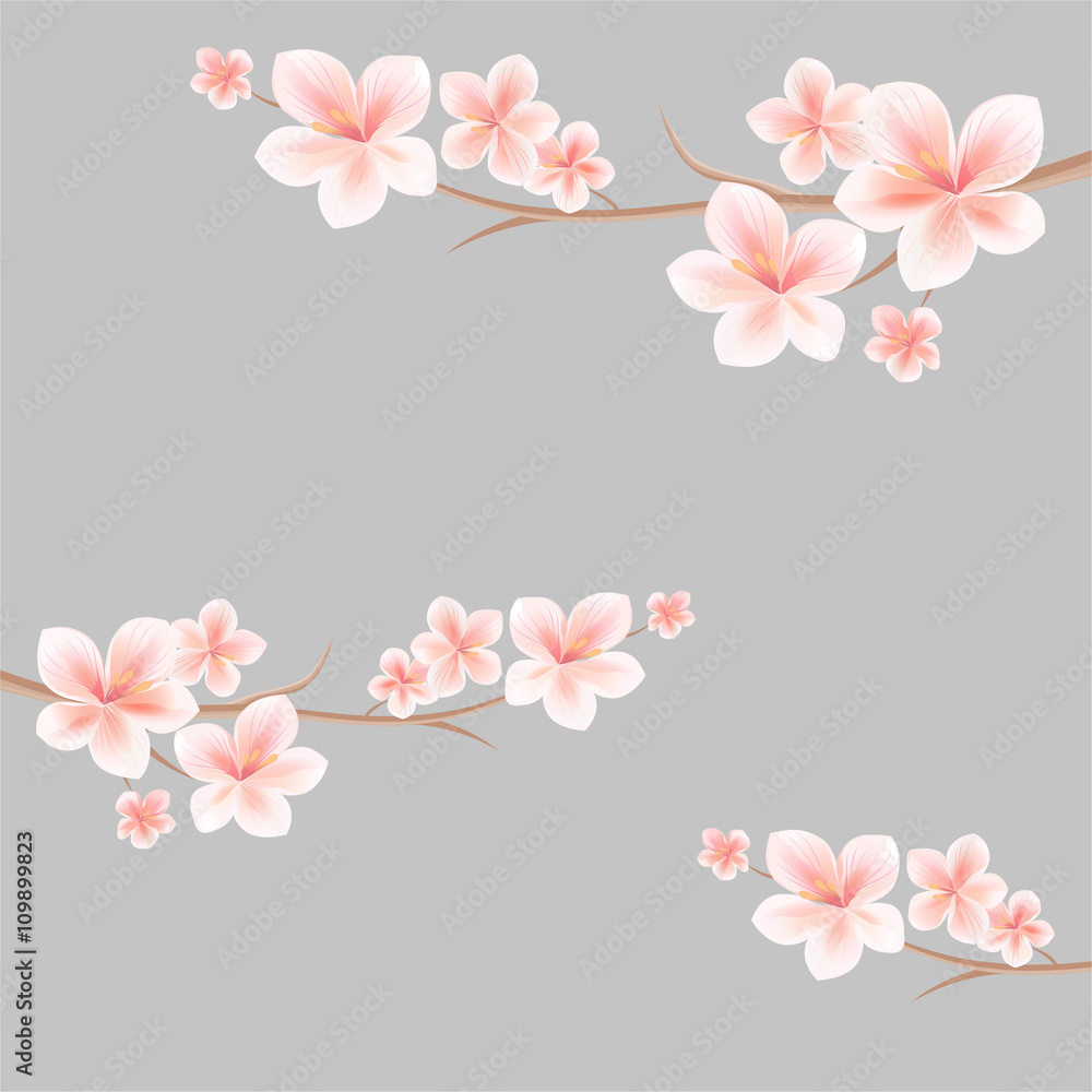 Sakura blossoms background. Branches of sakura with flowers. Cherry blossom branch on grey. Vector