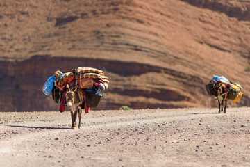 Fotobehang Ezel Ezels met bagage op pad  © cornfield