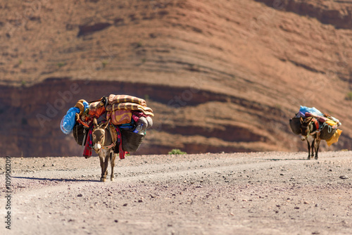 Donkeys with luggage