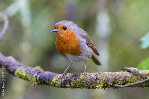 British Robin in woods sat on a natural branch covered with moss.