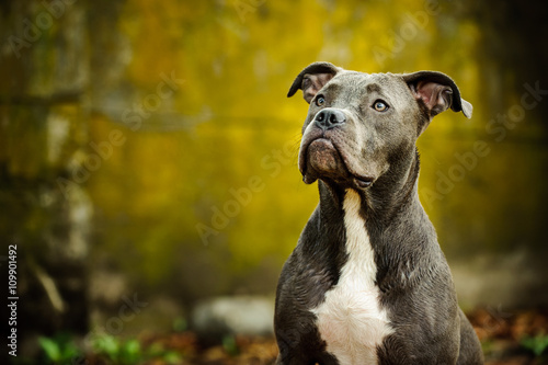 Blue Nose American Pit Bull Terrier sitting in front of yellow grungy cinder block wall