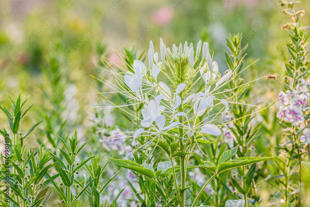 Pink And White Spider flower(Cleome hassleriana) in the garden Pink And White Spider flower(Cleome hassleriana) in the garden