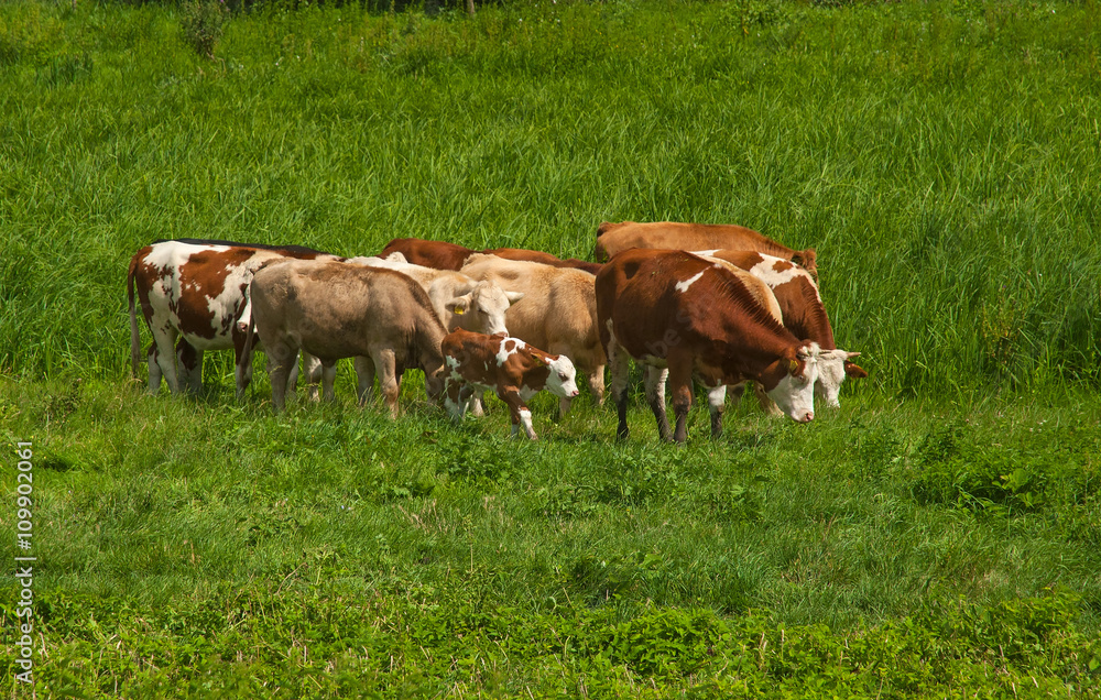 Cows in the field

