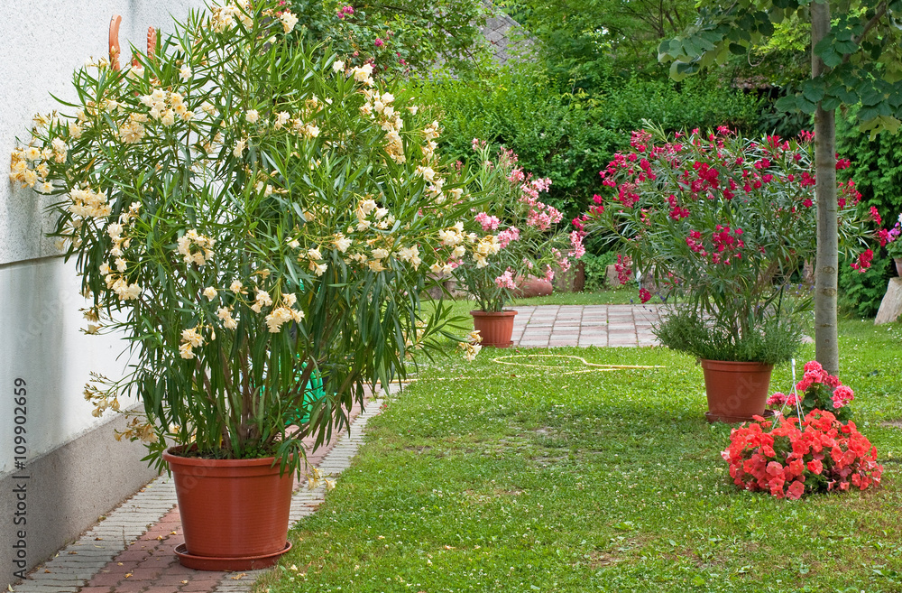 Obraz premium Ładny oleander w ogrodzie