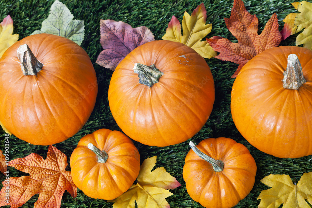 overhead view of halloween pumpkins. overhead view of halloween pumpkins.