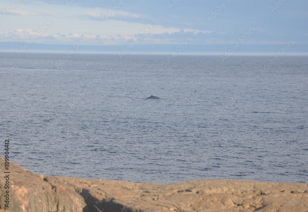 Whale near shore
