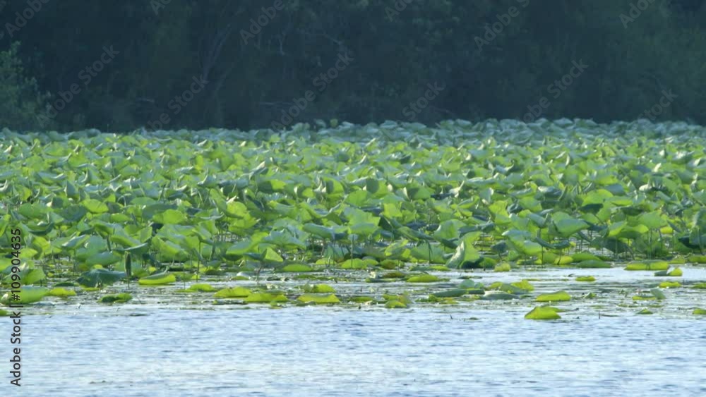 Submergent plant community covers a portion of the marshy wetlands area. Submergent plant community covers a portion of the marshy wetlands area.