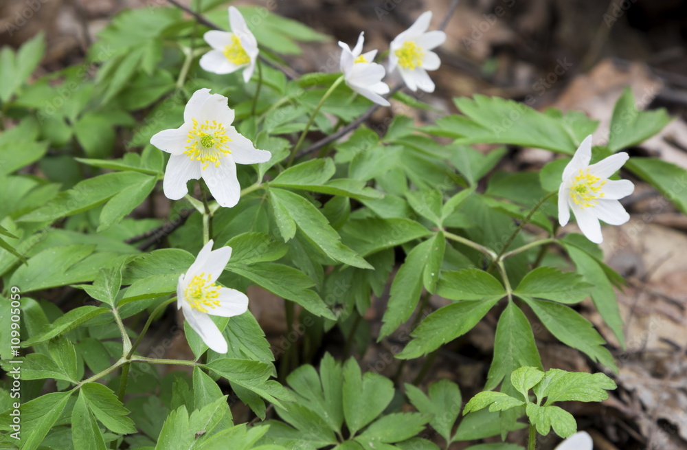 Anemone (lat. Anemone nemorosa)- white spring flowers Anemone (lat. Anemone nemorosa)- white spring flowers
