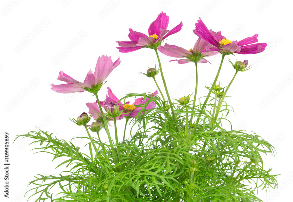 Obraz premium Mexican aster, Cosmos, bipinnatus isolated on white background