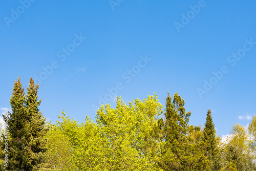 Blooming trees in springtime against blue sky with white clouds.
