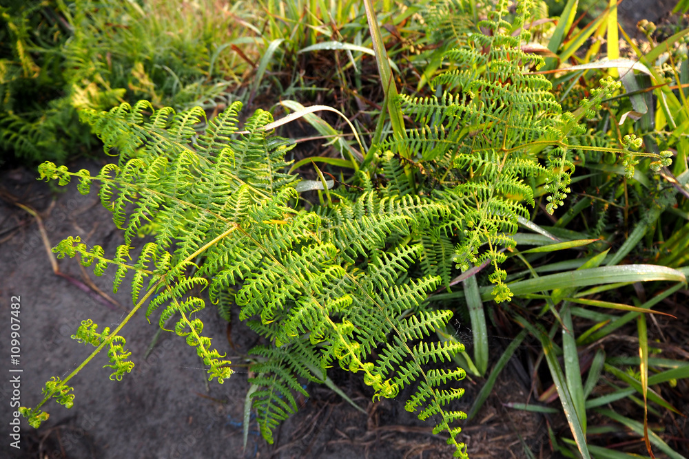 Fototapeta premium green plant