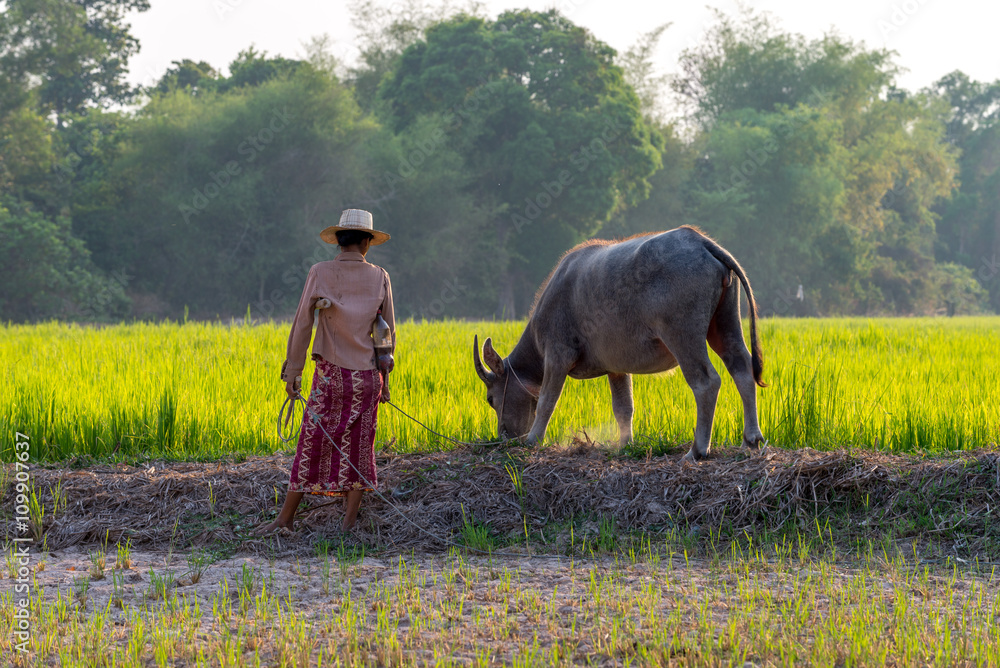 Obraz premium Buffalo in Rice field Siem Reap, Cambodia Apr 2016