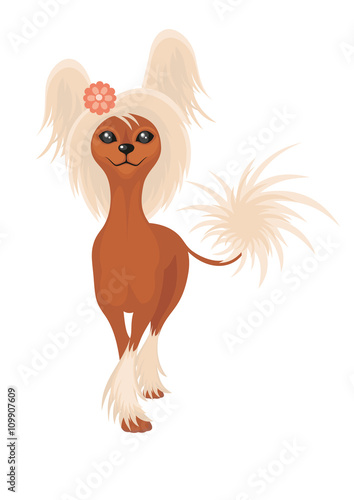 Chinese Crested, Hairless. Small decorative thoroughbred doggie