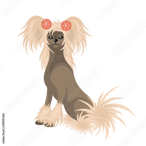 Chinese Crested, Hairless. Small decorative thoroughbred doggie