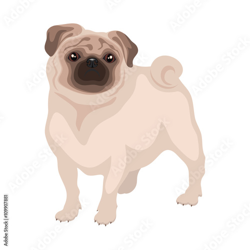 little decorative dog pug