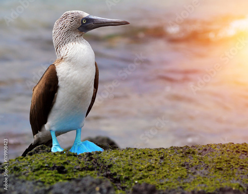 Blue footed booby at Galapagos photo