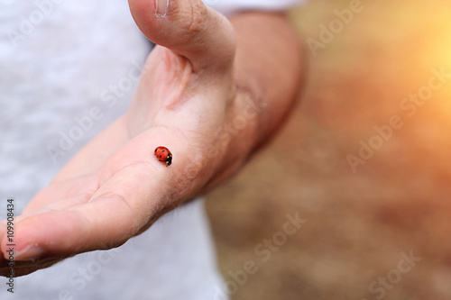 Ladybug sitting on your outstretched hand.