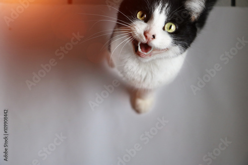 Fototapeta Naklejka Na Ścianę i Meble -  Little cat meows at the camera with open mouth.