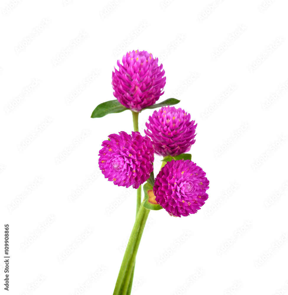 Fototapeta premium Globe amaranth beauty flower in white background