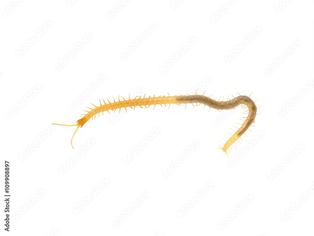 Centipede of the genus Geophilus isolated on white background Centipede of the genus Geophilus isolated on white background